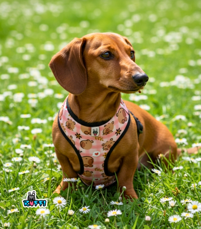 Arnés Pechera | Capybara Pink - Imagen 5